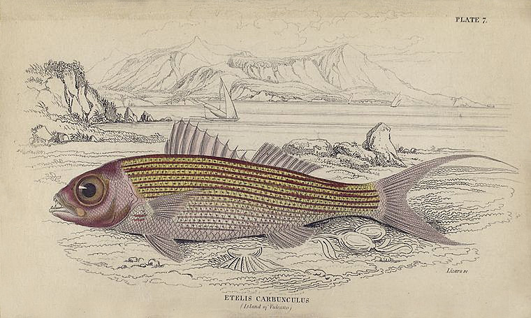 Escursioni in kayak lungo la costa di Lipari — Etelis carbunculus (Island of Vulcano). 1835. (The natural history of fishes of the perch family. Illustrated by thirty-six plates coloured;