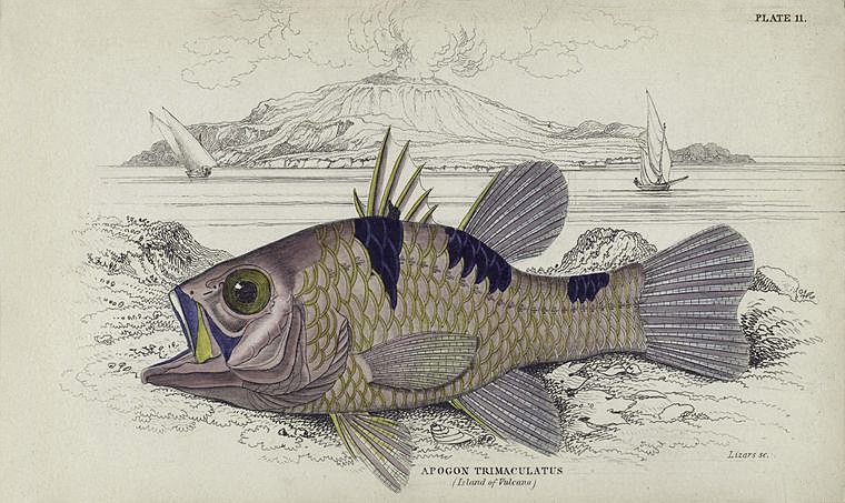 Immersioni a Lipari: fondali e consigli per iniziare — Apogon trimaculatus (Island of Vulcano). 1835. (The natural history of fishes of the perch family. Illustrated by thirty-six plates coloured