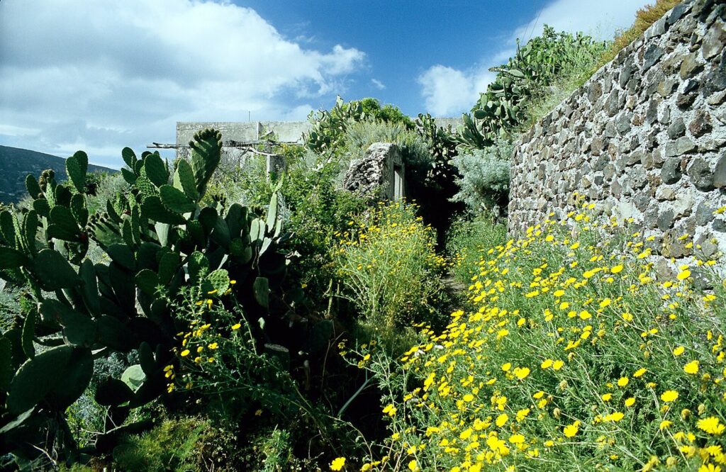 Flora mediterranea di Lipari: cosa osservare — Im Mai ist der Weg stark verwachsen, wegen der stacheligen Macchiagewächse sind lange Hosen sehr zu empfehlen.