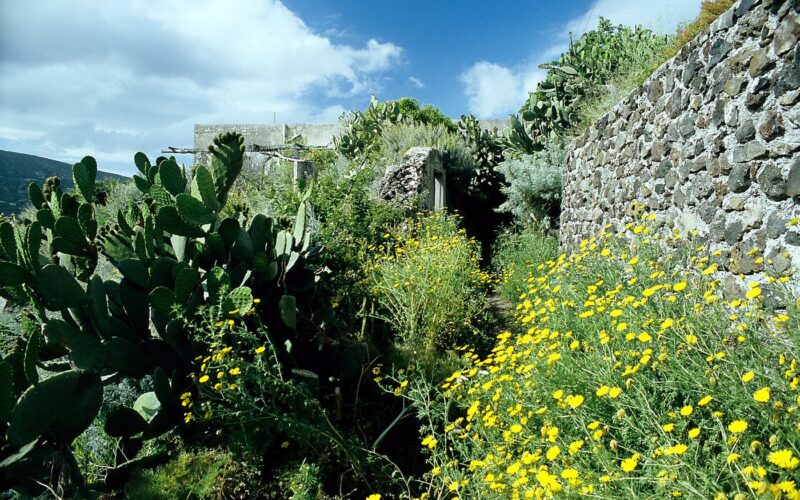 Flora mediterranea di Lipari: cosa osservare — Im Mai ist der Weg stark verwachsen, wegen der stacheligen Macchiagewächse sind lange Hosen sehr zu empfehlen.