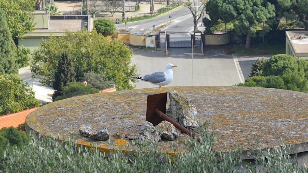 Uccelli e fauna marina intorno a Lipari — Yellow-legged Gull (Gabbiano Reale Mediterraneo) (Larus michahellis) in Cagliari, Italy.
