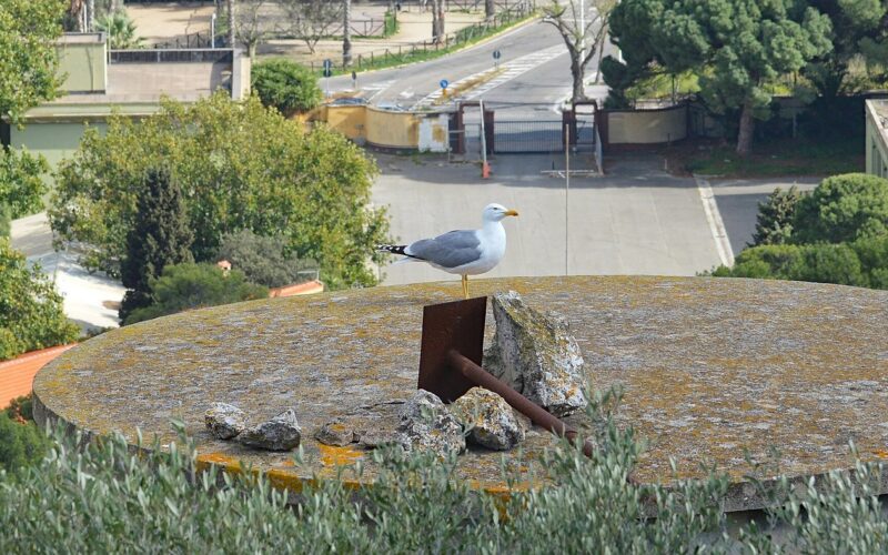 Uccelli e fauna marina intorno a Lipari — Yellow-legged Gull (Gabbiano Reale Mediterraneo) (Larus michahellis) in Cagliari, Italy.